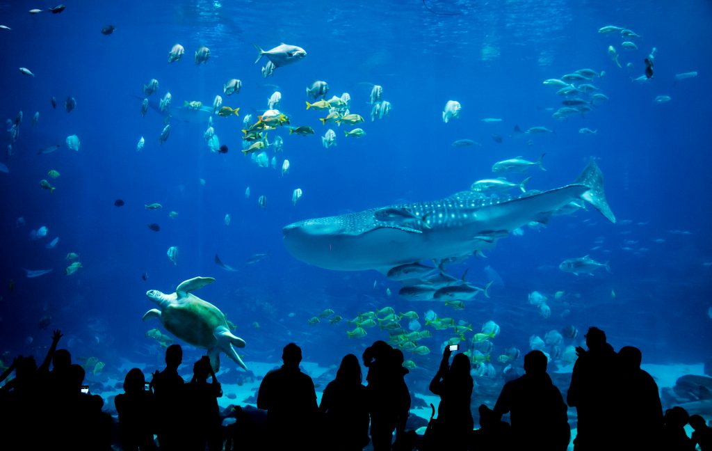 Aquarium tunnel at Wonders of Wildlife