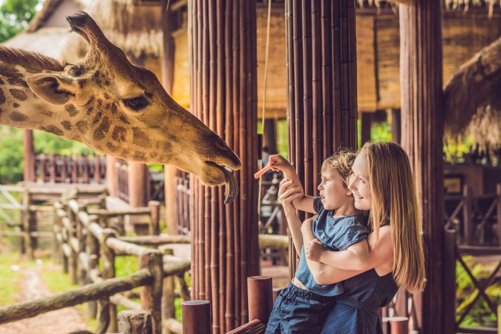 Giraffe at Dickerson Park Zoo